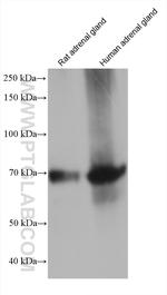 ALAS1 Antibody in Western Blot (WB)