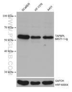 TAPBPL Antibody in Western Blot (WB)