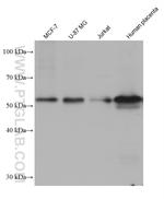 TAPBPL Antibody in Western Blot (WB)