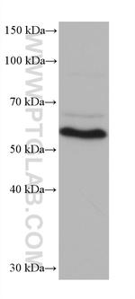 G3BP2 Antibody in Western Blot (WB)