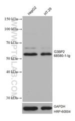 G3BP2 Antibody in Western Blot (WB)