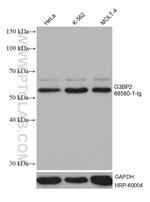 G3BP2 Antibody in Western Blot (WB)