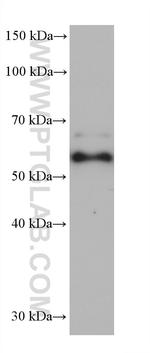 G3BP2 Antibody in Western Blot (WB)