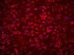 PTPIP51 Antibody in Immunocytochemistry (ICC/IF)