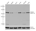 PTPIP51 Antibody in Western Blot (WB)