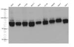 SSH3 Antibody in Western Blot (WB)