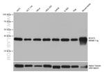 BCAT2 Antibody in Western Blot (WB)