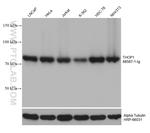 THOP1 Antibody in Western Blot (WB)