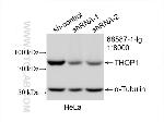 THOP1 Antibody in Western Blot (WB)