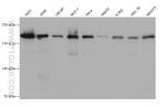 IQGAP1 Antibody in Western Blot (WB)
