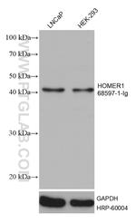 HOMER1 Antibody in Western Blot (WB)
