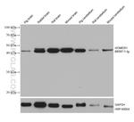 HOMER1 Antibody in Western Blot (WB)