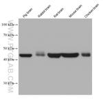 HOMER1 Antibody in Western Blot (WB)