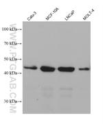 HOMER1 Antibody in Western Blot (WB)