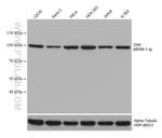 ZAK Antibody in Western Blot (WB)