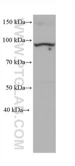 ZAK Antibody in Western Blot (WB)