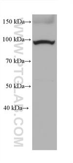 ZAK Antibody in Western Blot (WB)