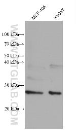 RAB38 Antibody in Western Blot (WB)