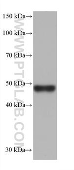 RSAD2 Antibody in Western Blot (WB)