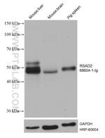 RSAD2 Antibody in Western Blot (WB)