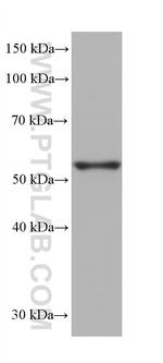 PLAGL2 Antibody in Western Blot (WB)