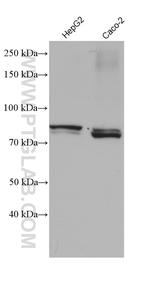 ACSS1 Antibody in Western Blot (WB)