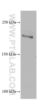 BCOR Antibody in Western Blot (WB)
