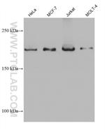 BCOR Antibody in Western Blot (WB)