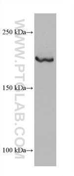 BCOR Antibody in Western Blot (WB)