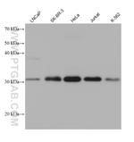 SPIN1 Antibody in Western Blot (WB)
