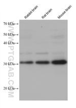 SPIN1 Antibody in Western Blot (WB)