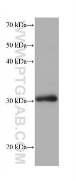 SPIN1 Antibody in Western Blot (WB)