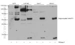Angiopoietin 1 Antibody in Western Blot (WB)