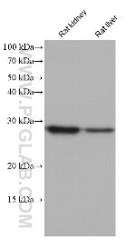 FAHD1 Antibody in Western Blot (WB)