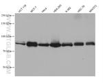 UNR/CSDE1 Antibody in Western Blot (WB)