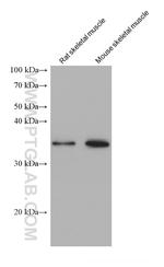 TNNT1 Antibody in Western Blot (WB)