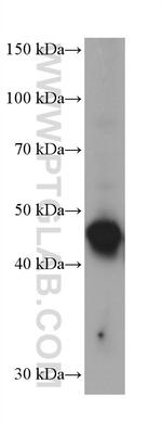 DPF3 Antibody in Western Blot (WB)