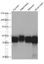 DPF3 Antibody in Western Blot (WB)
