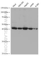 FBXO22 Antibody in Western Blot (WB)