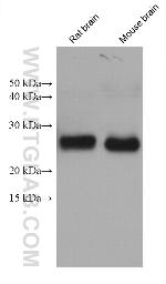 SORLA Antibody in Western Blot (WB)