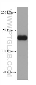 Collagen Type VI Antibody in Western Blot (WB)