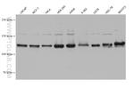 SMC5 Antibody in Western Blot (WB)