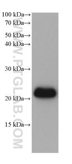EMC7/C15orf24 Antibody in Western Blot (WB)