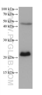 EMC7/C15orf24 Antibody in Western Blot (WB)
