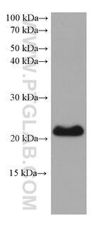 EMC7/C15orf24 Antibody in Western Blot (WB)