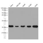 EMC7/C15orf24 Antibody in Western Blot (WB)