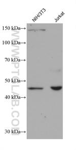 AP1M1 Antibody in Western Blot (WB)