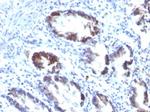 Transgelin (SM22-alpha) Antibody in Immunohistochemistry (Paraffin) (IHC (P))