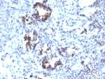 Transgelin (SM22-alpha) Antibody in Immunohistochemistry (Paraffin) (IHC (P))