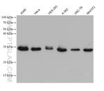 EIF6 Antibody in Western Blot (WB)